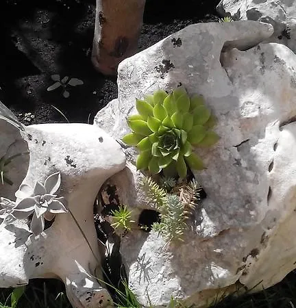 Montegraso Podstrana