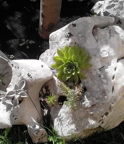 Montegraso Podstrana